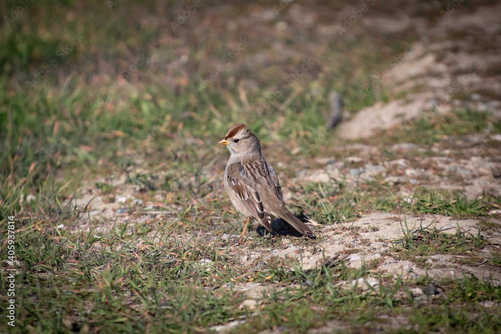 Fototapeta premium A Golden Crowned Sparrow in the morning sun