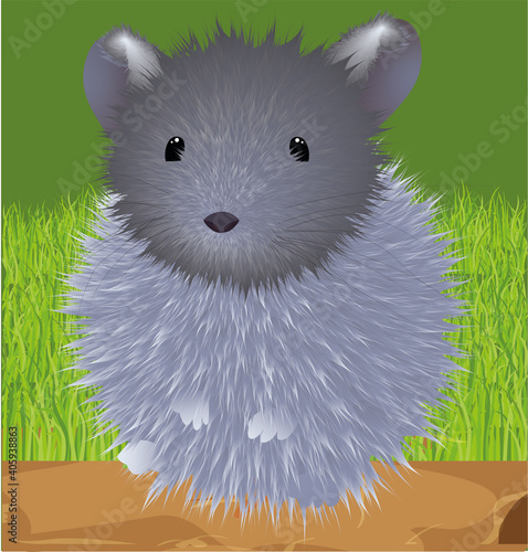 Chinchilla