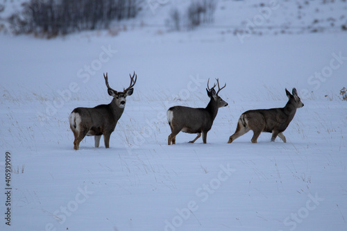 deer in snow © IForgotMyCamera