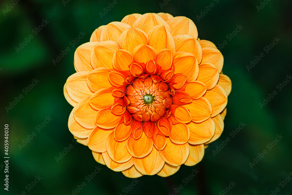 Close-up of yellow and orange dahlia flower on a background of unfocused green leaves Close-up of yellow and orange dahlia flower on a background of unfocused green leaves