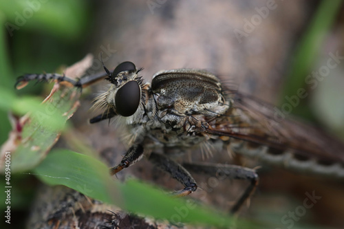 macro shot of a fly (asilidae) © armifauzi