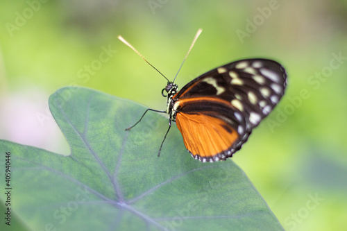 Lateral view of orange and black butterfly sitting on a green leaf