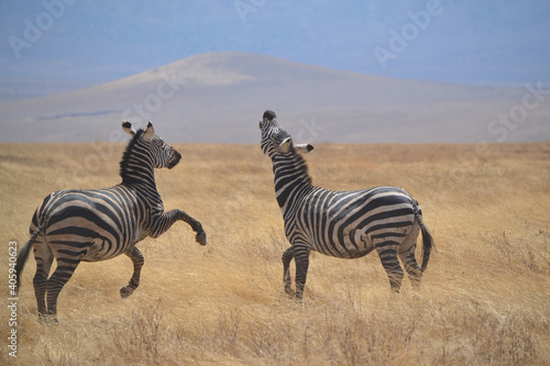 Two zebras in the landscape