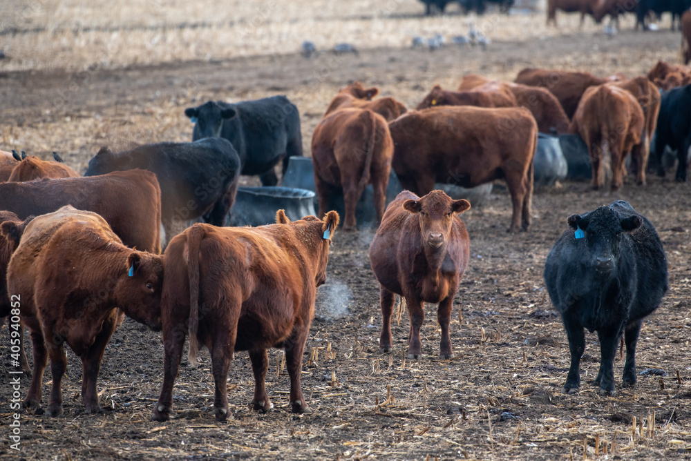 herd of cows herd of cows