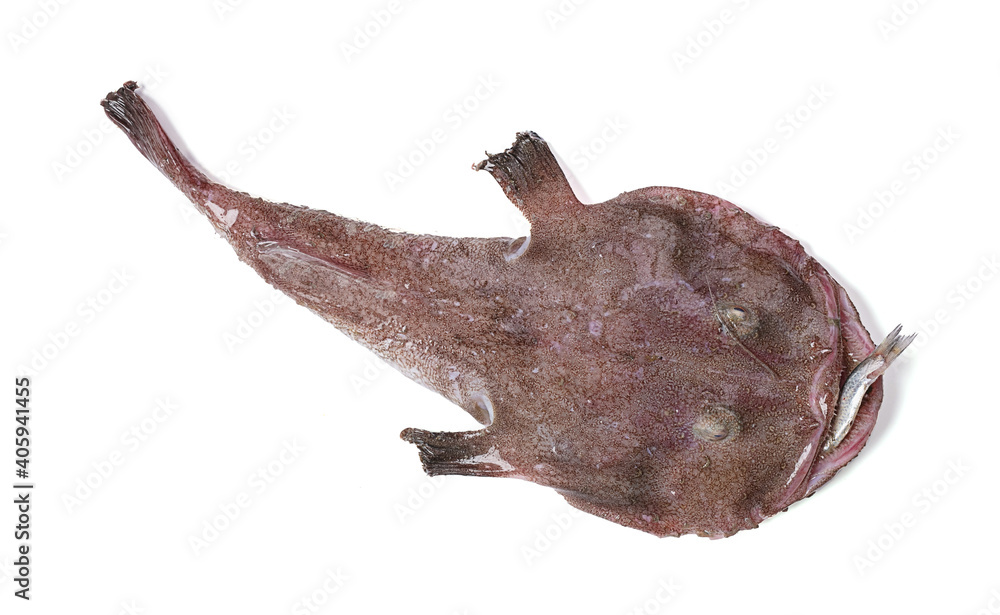 Monkfish with a fish in the mouth Monkfish with a fish in the mouth