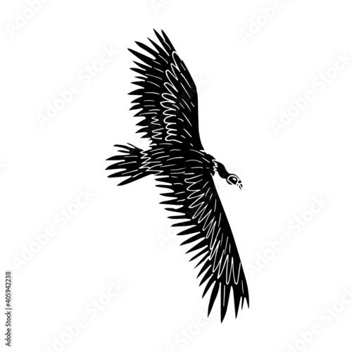 Vector black hand drawn sketch flying griffon vulture bird isolated on white background