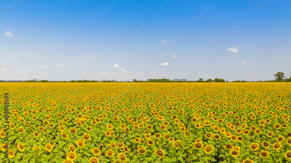 Sunflowers Drone View