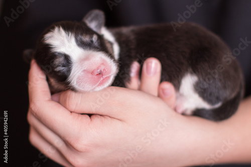 cute newborn puppy in hands