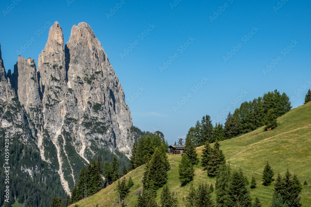Green pastures and fir trees on the Alpe di Siusi .