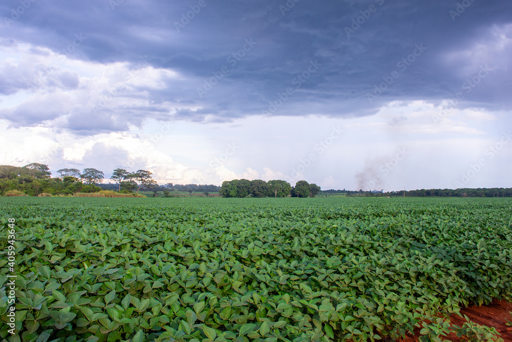 soy plantation in the state of Mato Grosso do Sul, Brazil soy plantation in the state of Mato Grosso do Sul, Brazil