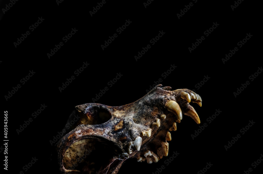 Naklejka premium Ancient earthy dog skull, jawless, natural look 