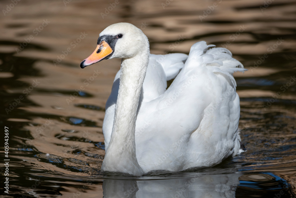 White swan on a pond surface