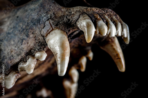 Ancient earthy dog skull, jawless, natural look
