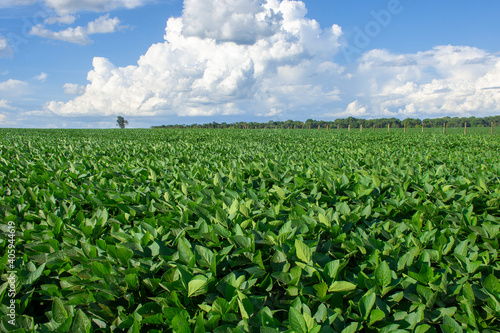soy plantation in the state of Mato Grosso do Sul, Brazil