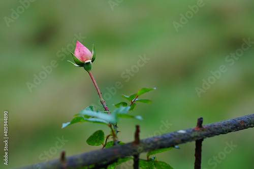 A single pink Rose bud waiting to open