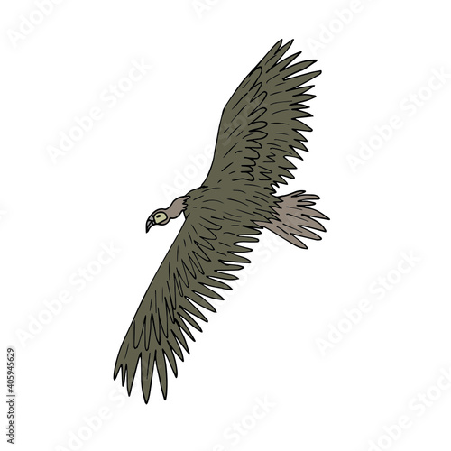 Vector hand drawn doodle sketch colored flying griffon vulture bird isolated on white background