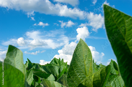soy plantation in the state of Mato Grosso do Sul, Brazil