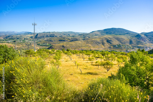 Citrus fruit tree and vegetable plantation, Spain