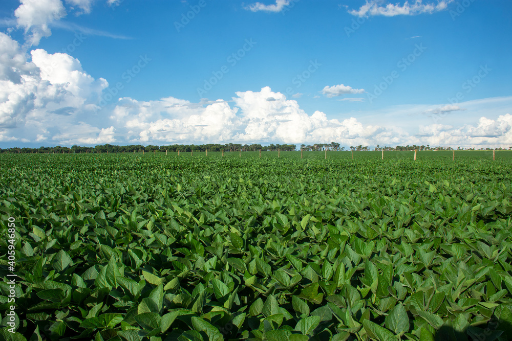 soy plantation in the state of Mato Grosso do Sul, Brazil soy plantation in the state of Mato Grosso do Sul, Brazil