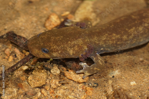 A close up of a juvenile Cope's giant salamander, Dicamptodon copei