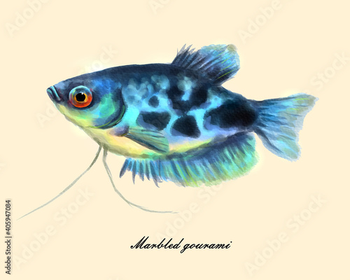 Marble gourami fish, watercolor drawing, aquarium fish, digital illustration.