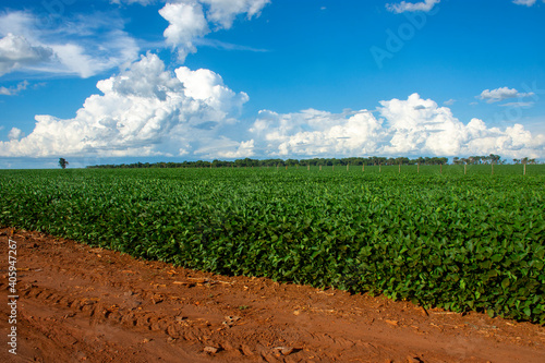 soy plantation in the state of Mato Grosso do Sul, Brazil