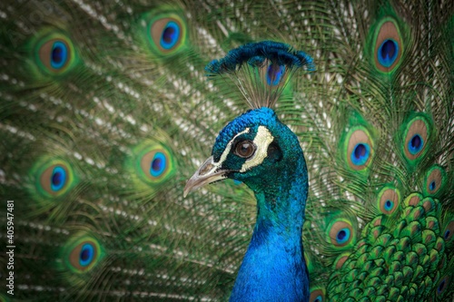 Peacock with open feathers.