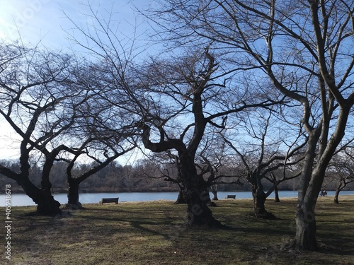 tree in the park