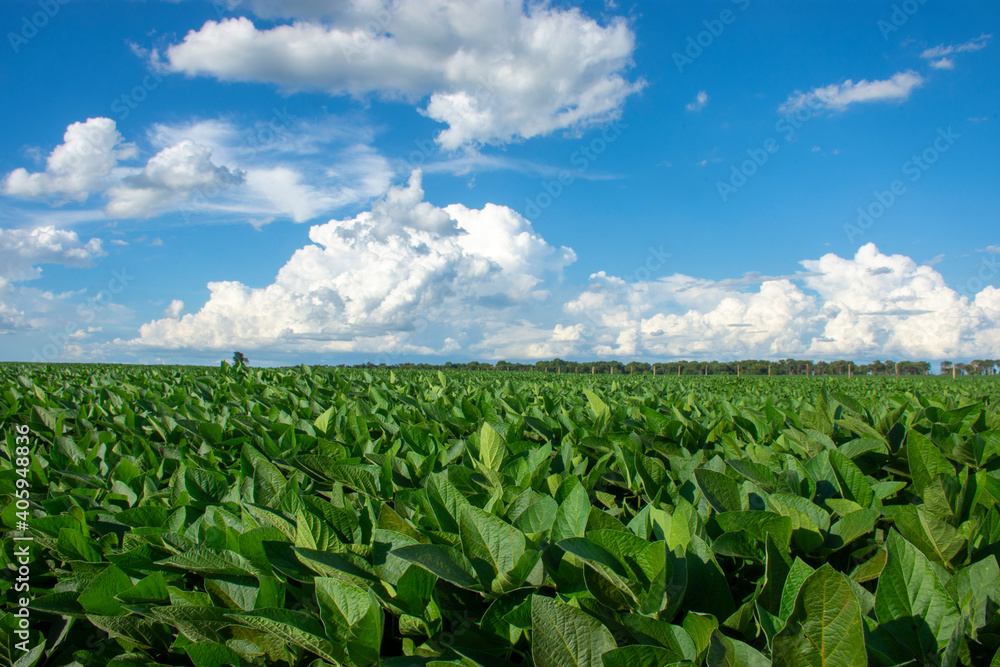 soy plantation in the state of Mato Grosso do Sul, Brazil soy plantation in the state of Mato Grosso do Sul, Brazil