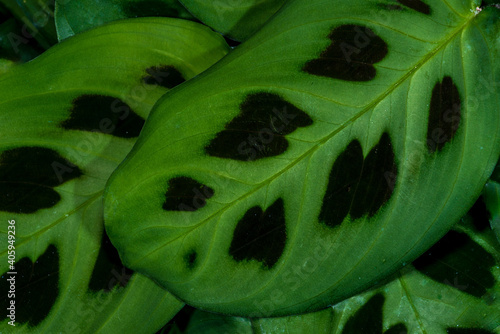 Leaves of a Prayer Plant (Maranta leuconeura ‘Kerchoveana’) photo