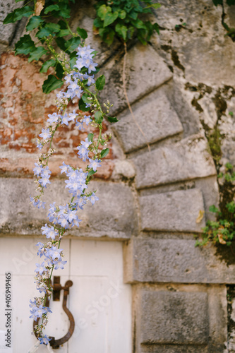 Campanula groom with blue bells against a stone wall with an arch.