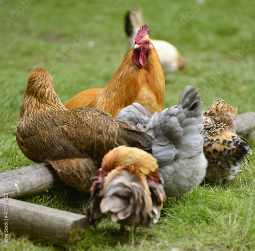Canvas Print Closeup shot of roosters and hens in a farmland