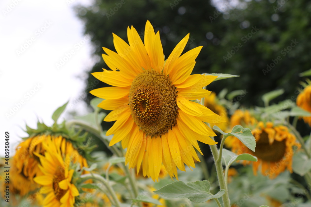 sunflowers sunflowers