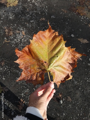 hand holding maple leaf