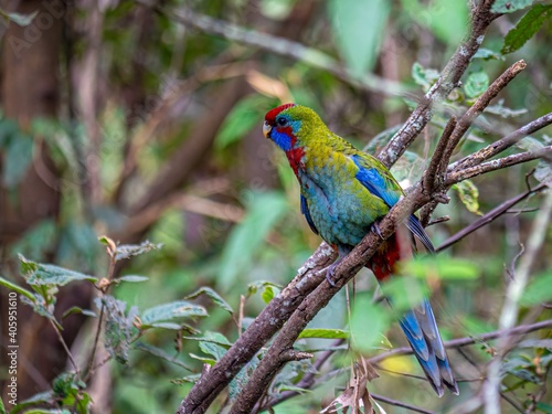 Multi Colored Parrot 