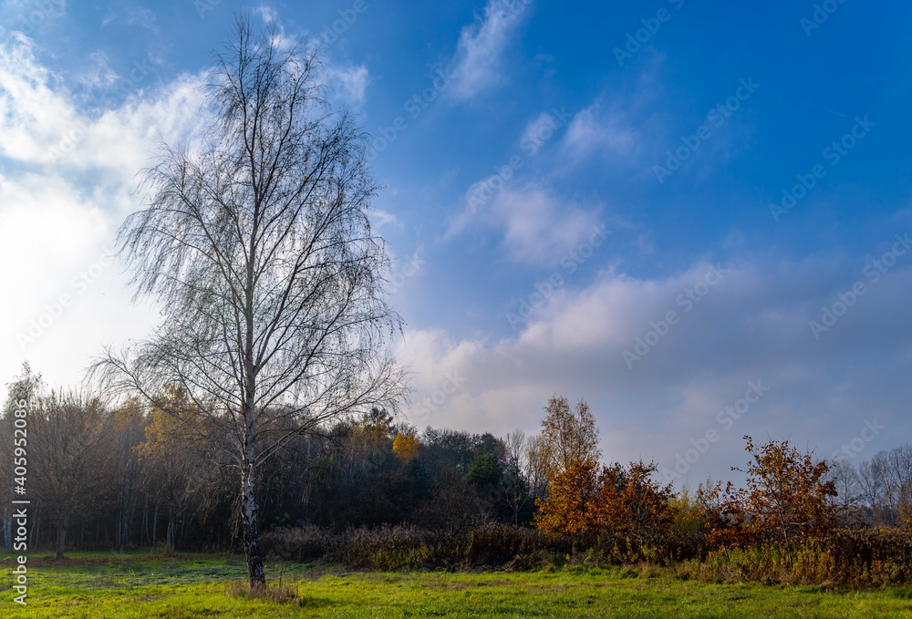 landscape with tree without leaves on a green field in sunny autumn weather