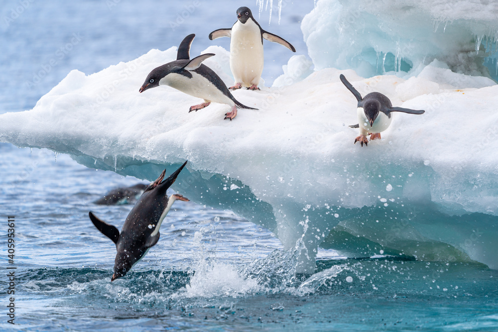 Adelie penguins dive into the water from a beautiful blue and white iceberg  foto de Stock | Adobe Stock