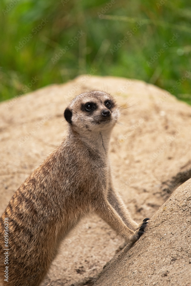 Fototapeta premium Meerkat Leaning on a Large Rock to Get a Better View