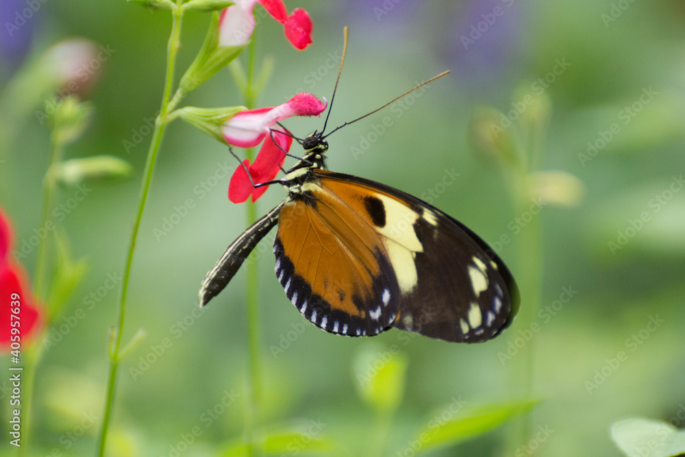 Butterfly 2019-258 / Tiger Longwing (Heliconius Hecale) Butterfly 2019-258 / Tiger Longwing (Heliconius Hecale)