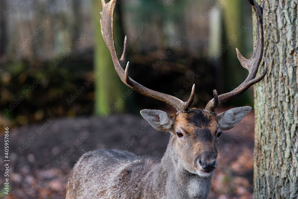 Single male deer with big antlers in the forest wild Single male deer with big antlers in the forest wild