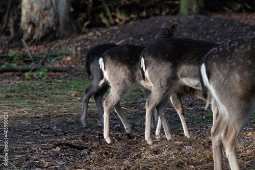Fototapeta Naklejka Na Ścianę i Meble -  three behinds of female deer doe in the forest
