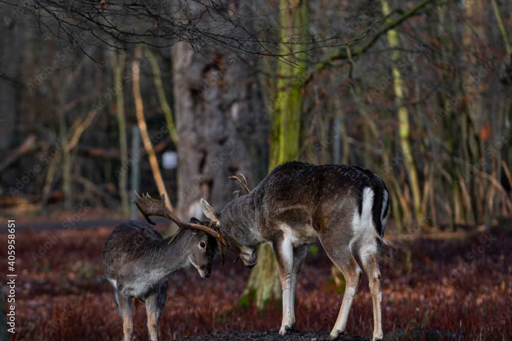 Fototapeta premium Old vs young deer fighting for fun in the forest