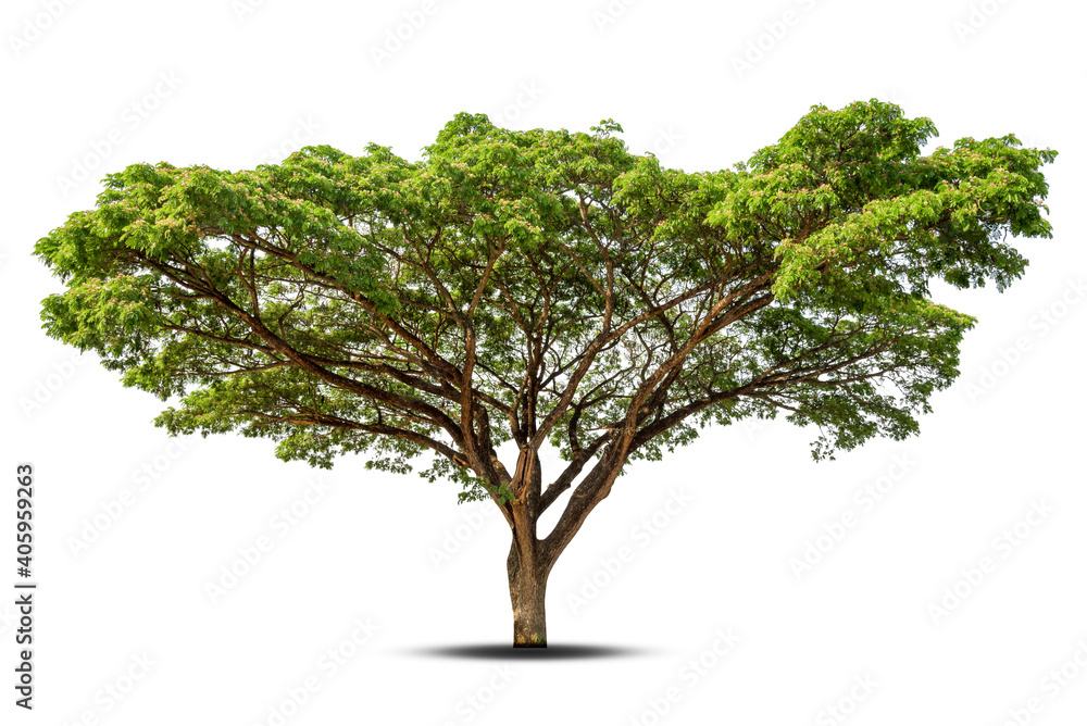 Trees isolated on white background, tropical trees isolated used for design, advertising and architecture. Trees isolated on white background, tropical trees isolated used for design, advertising and architecture.