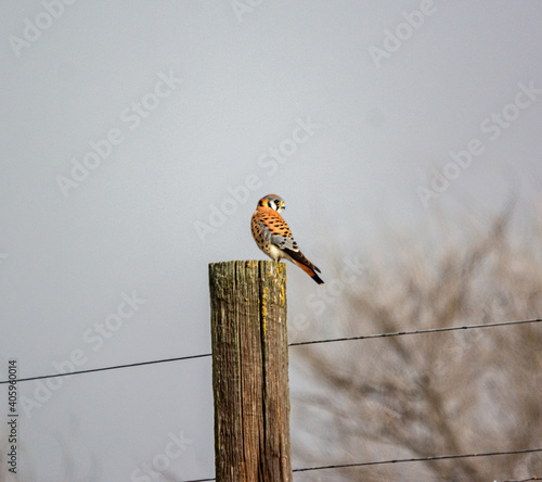 bird on a fence