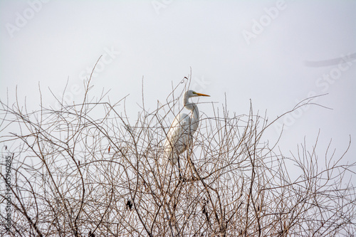 great heron