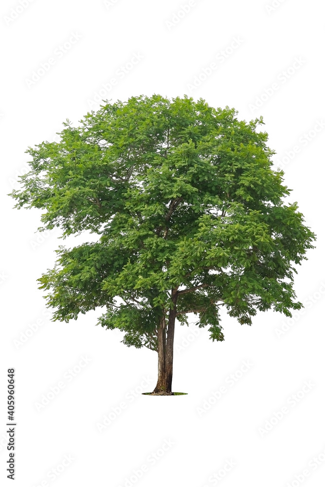 Trees isolated on white background, tropical trees isolated used for design, advertising and architecture. Trees isolated on white background, tropical trees isolated used for design, advertising and architecture.