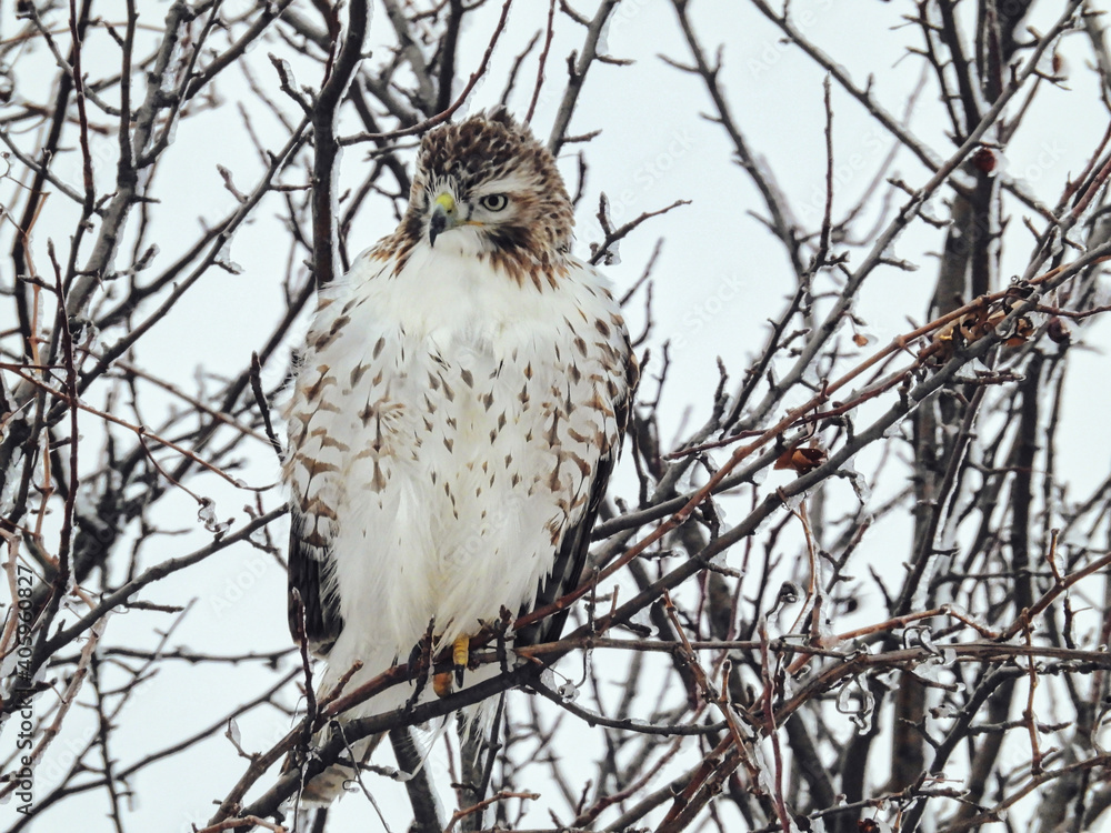 Red-Tailed Hawk Looks Down From Perch on a Winter Day: A red-tailed hawk perched on Ice covered branches with fluffed out feathers to stay warm on a winter morning Red-Tailed Hawk Looks Down From Perch on a Winter Day: A red-tailed hawk perched on Ice covered branches with fluffed out feathers to stay warm on a winter morning