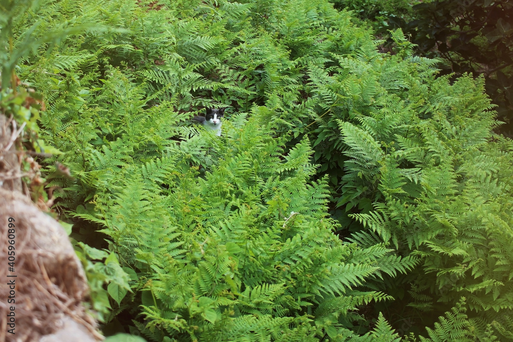 A gray stray cat is hiding in a thicket of ferns. The cat hunts in the bushes.