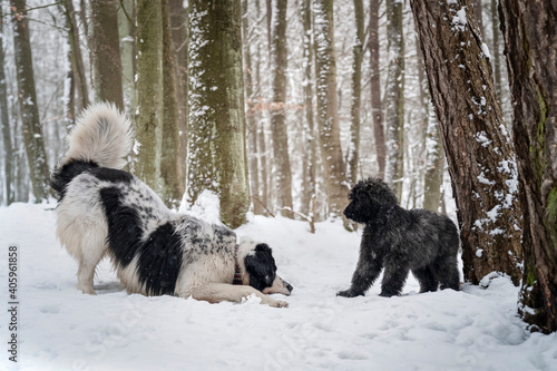 Fototapeta Naklejka Na Ścianę i Meble -  Psy bawiące się w śniegu