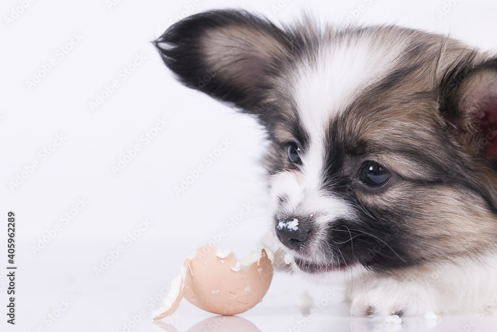 Papillon dog puppy on a white background The dog is eating the egg